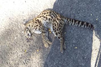 Secretaria de Meio Ambiente de Jaguari informa o avistamento de felinos silvestres no município