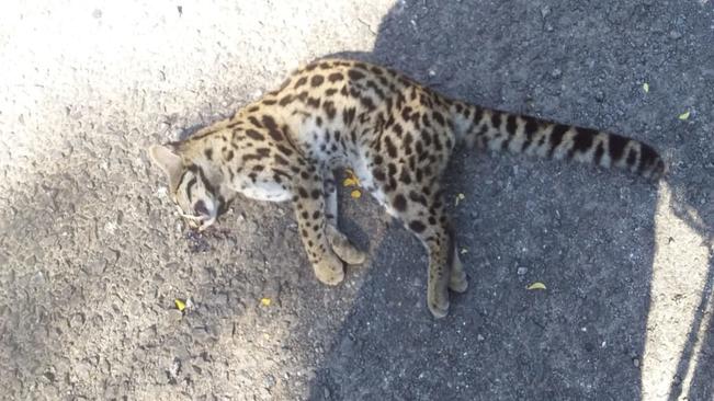 Secretaria de Meio Ambiente de Jaguari informa o avistamento de felinos silvestres no município